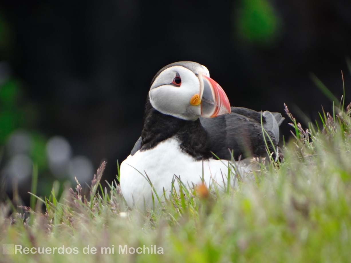 Puffin en Islandia