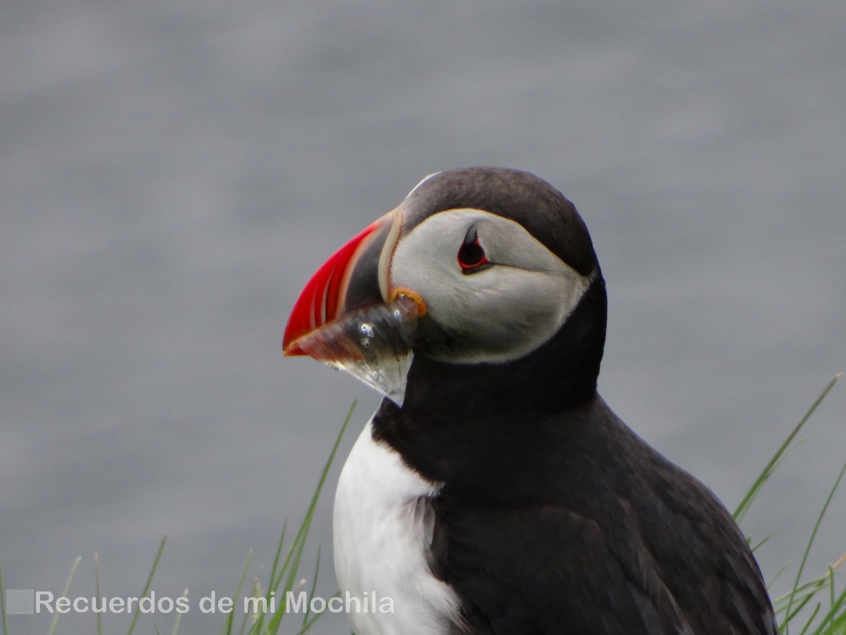 Puffin en Islandia