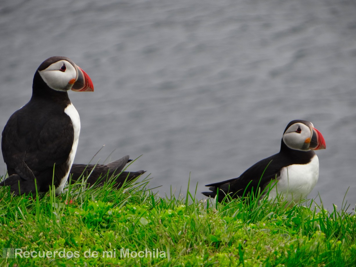 Puffin en Islandia