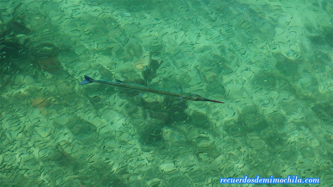 excursión a cayo zapatilla