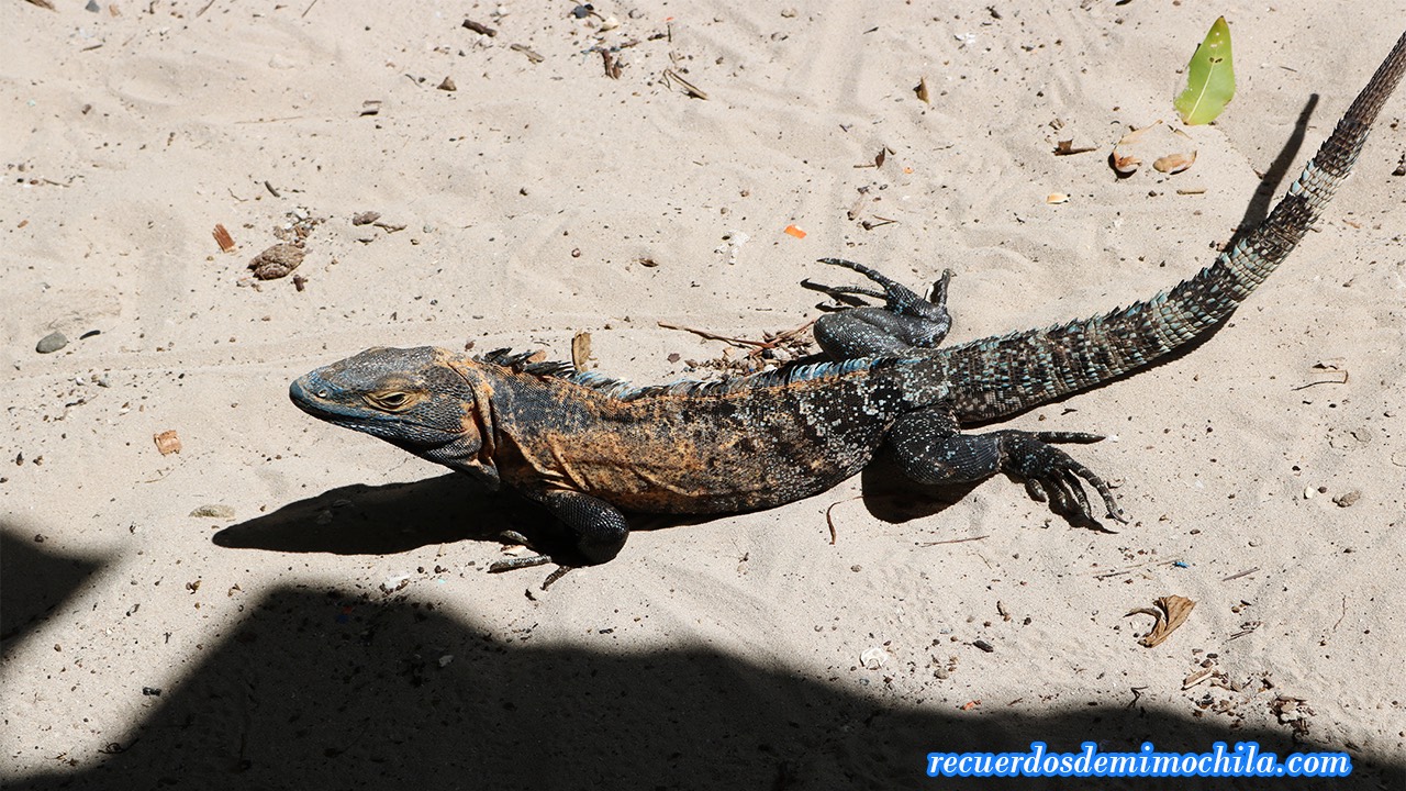 isla Iguana