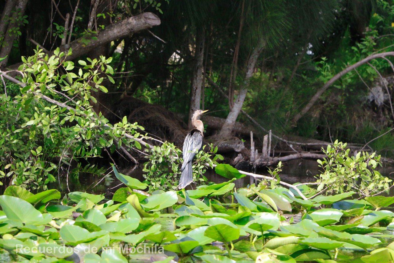 Everglades