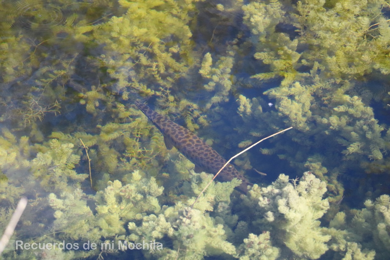 Everglades