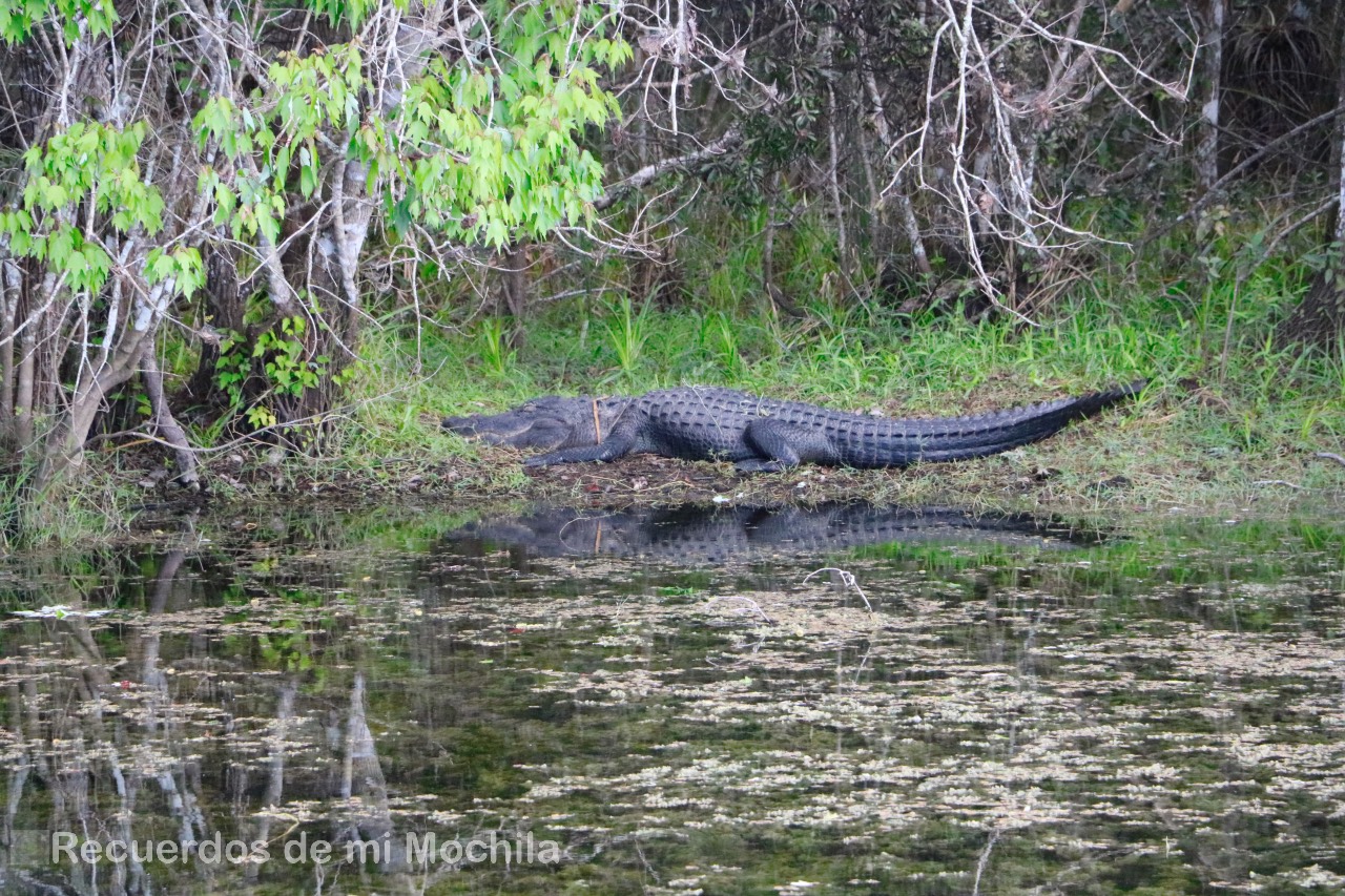 Everglades