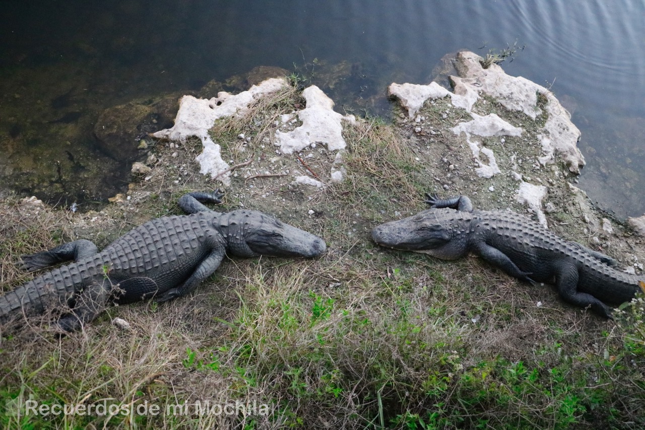 Everglades