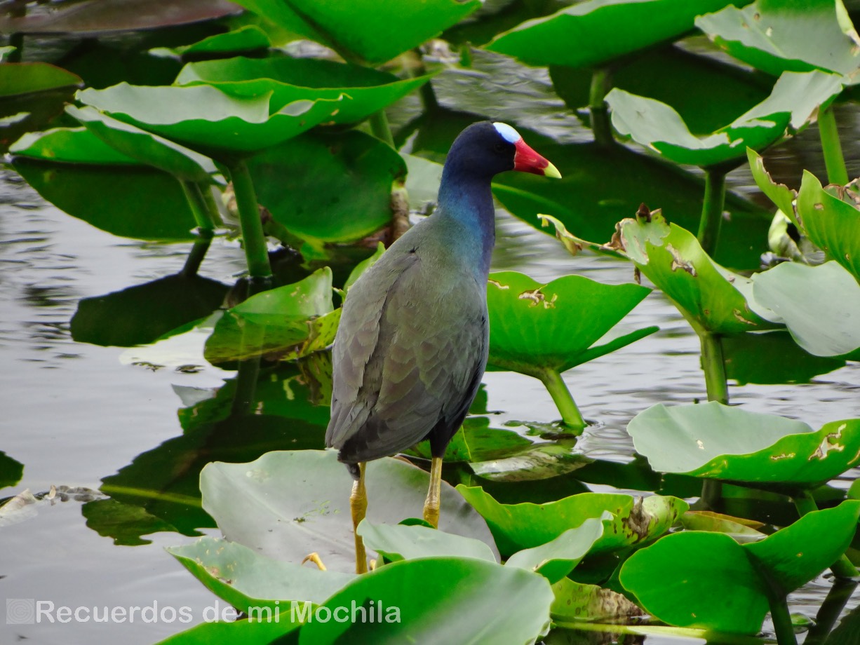 Everglades