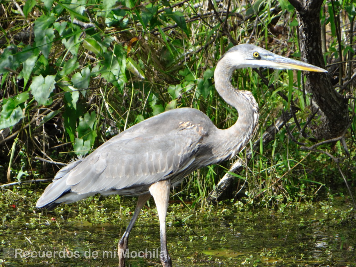 Everglades