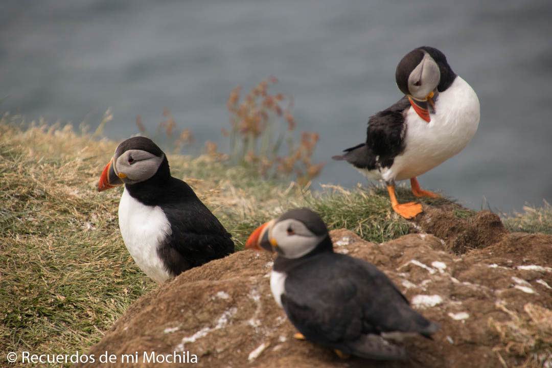 isla staffa y Lunga