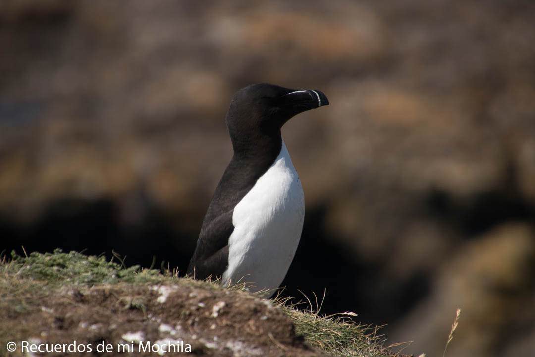 isla staffa y Lunga