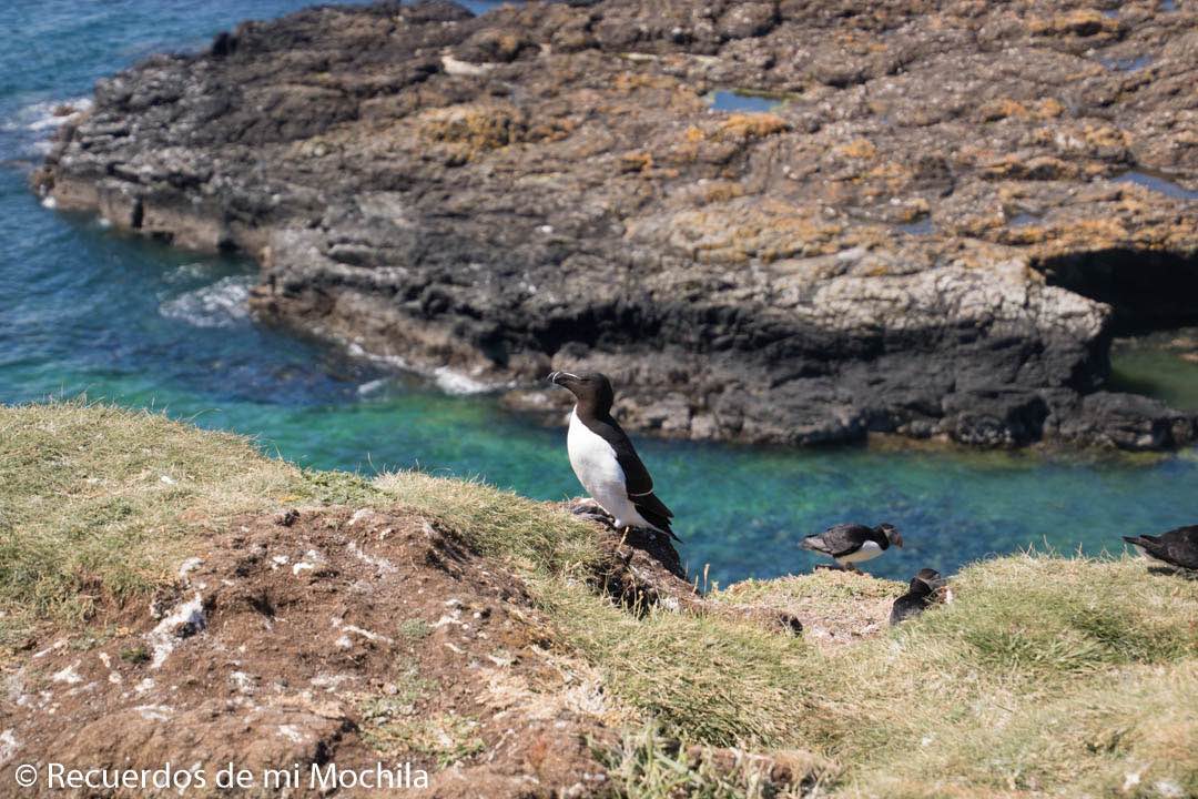 isla staffa y Lunga