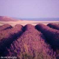campos de lavanda de tiedra