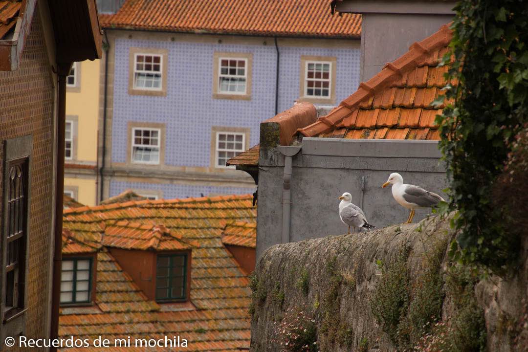 Oporto en dos días