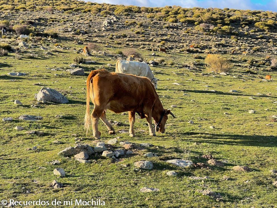 fortines de Navas del Marqués