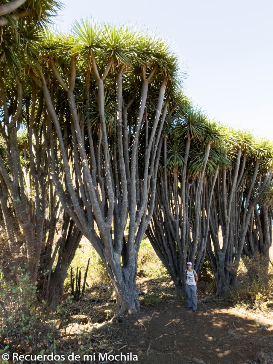 Dragos de Buracas