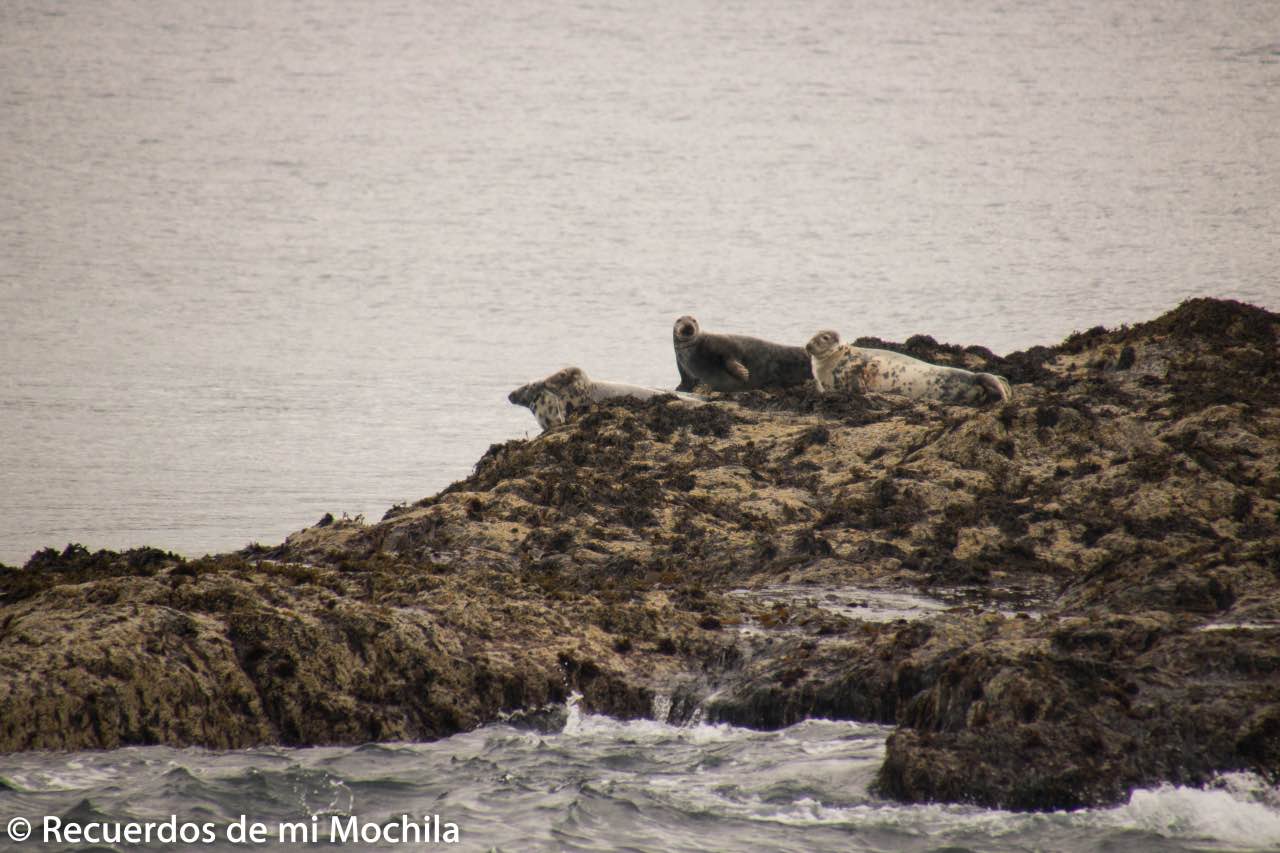 isla staffa y Lunga
