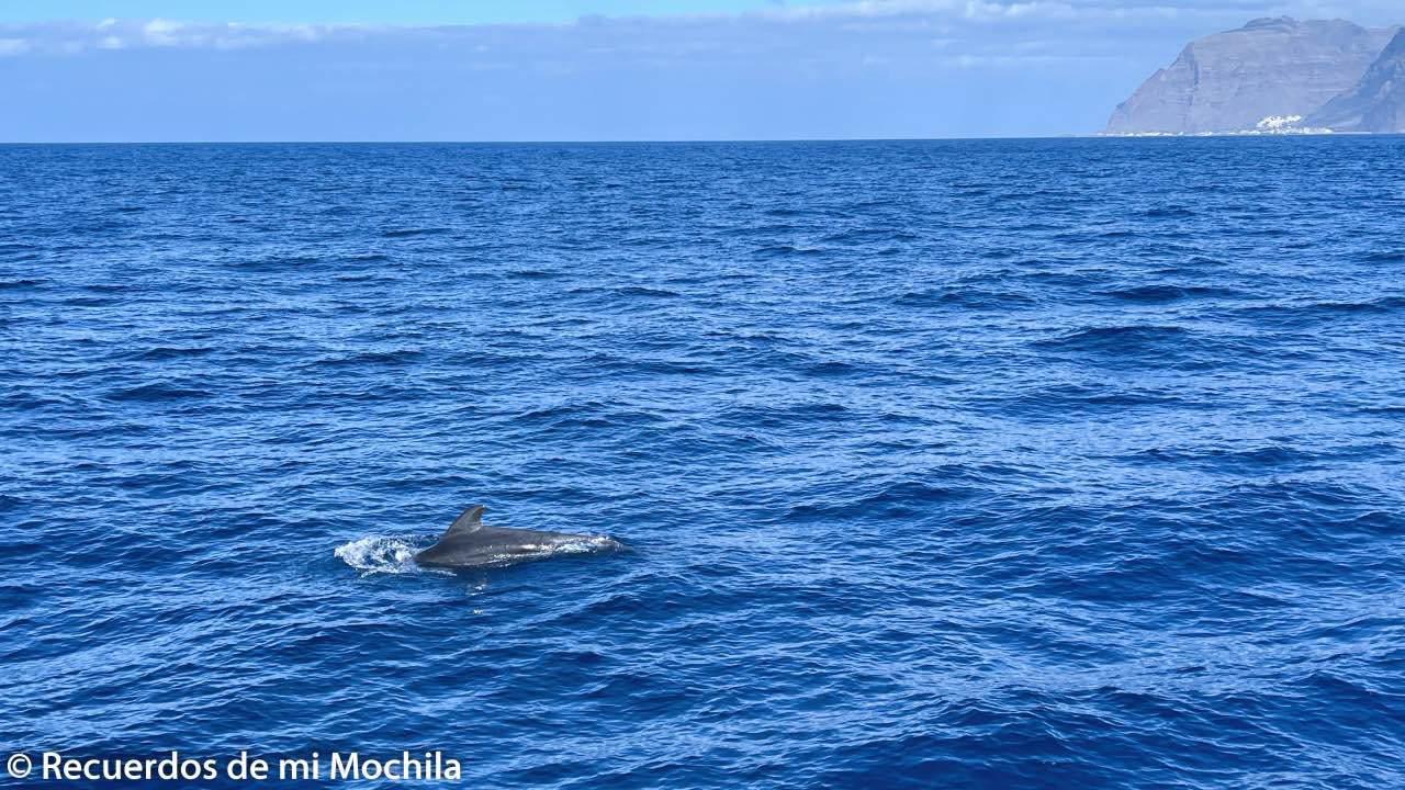 Cetáceos en La Gomera