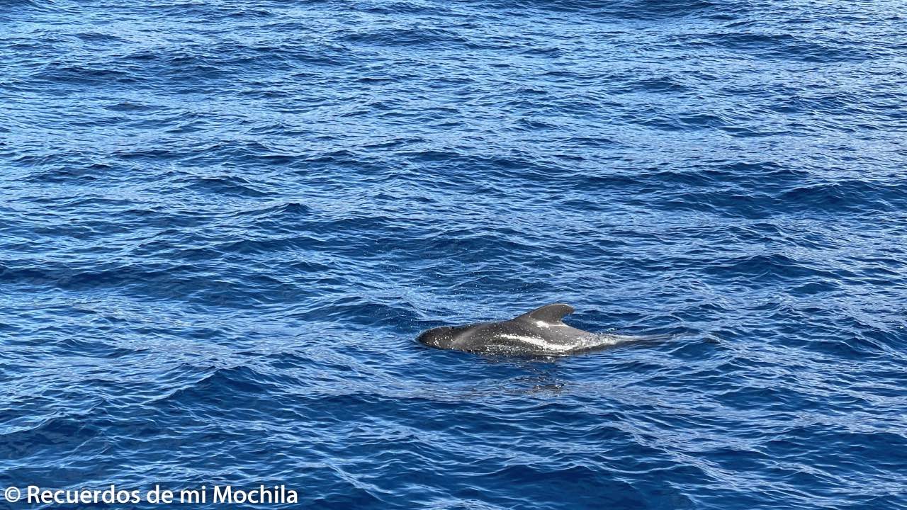 que ver en la gomera