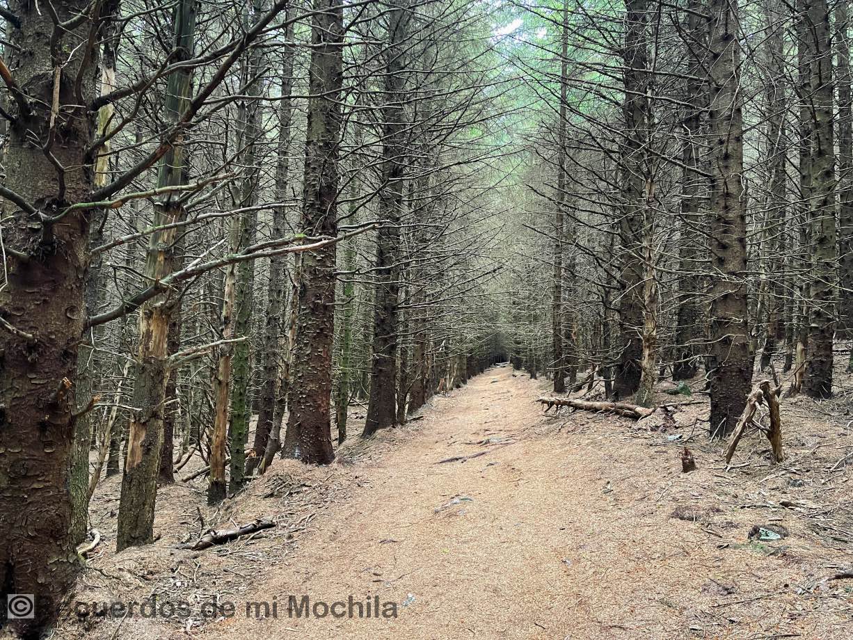 Ballinastoe Woods
