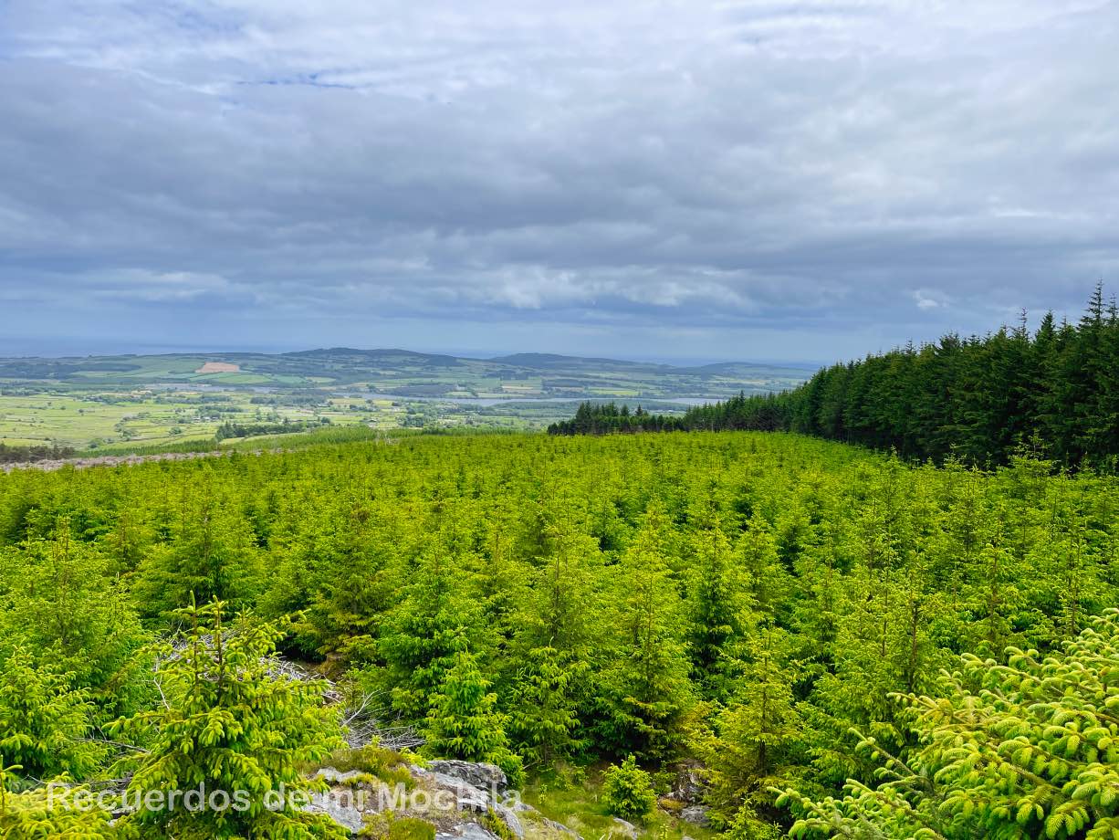 Ballinastoe Woods