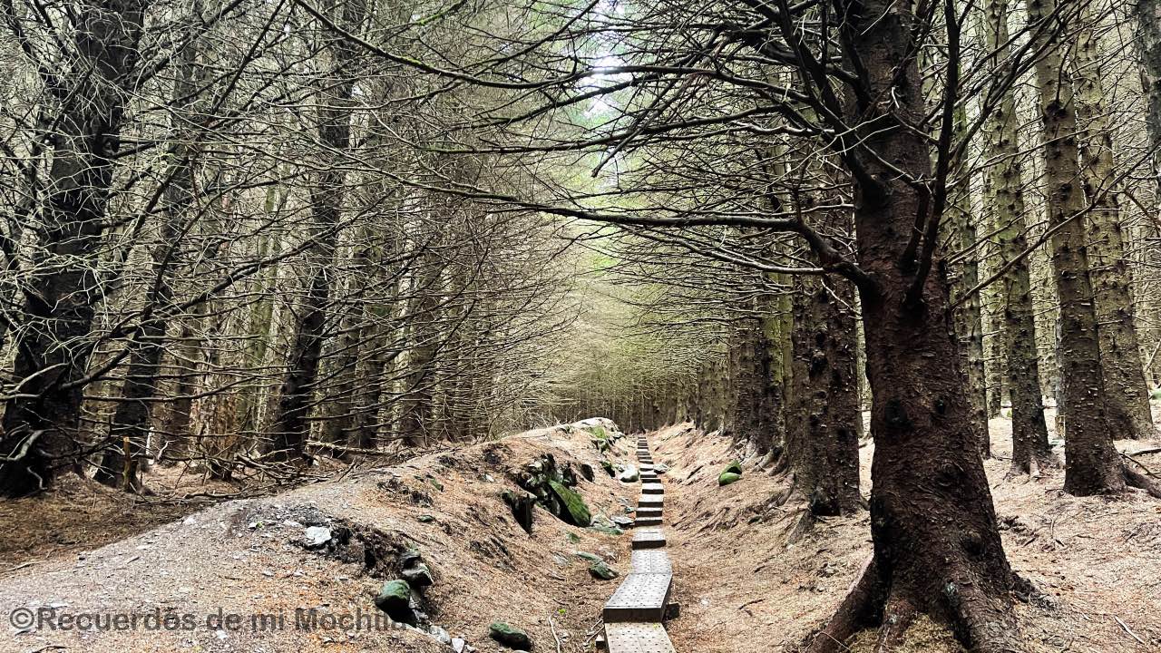 Ballinastoe Woods