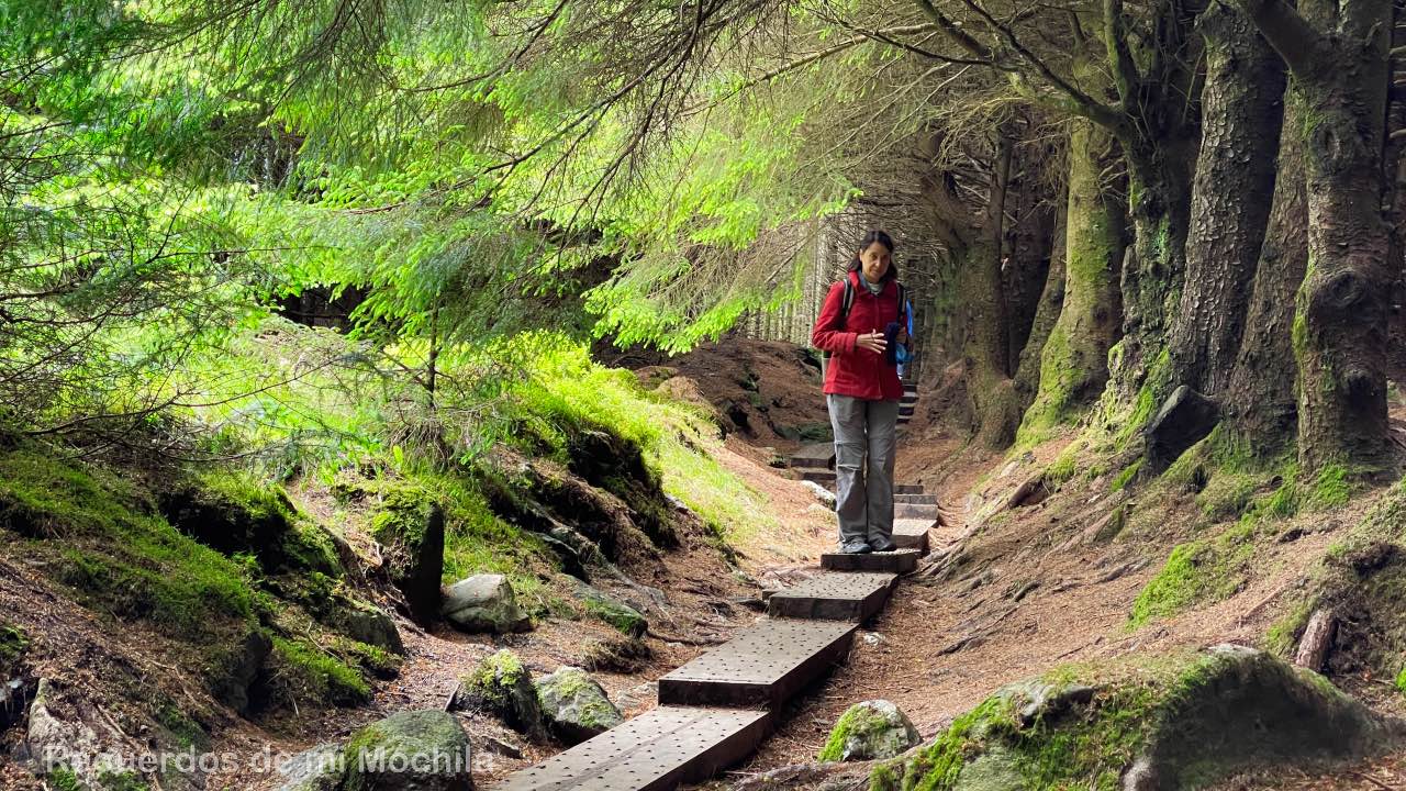Ballinastoe Woods
