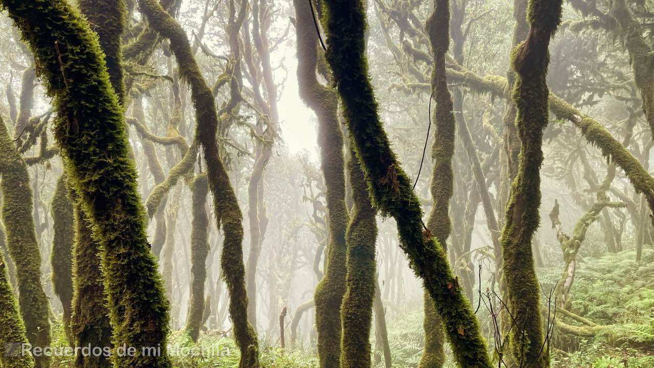 Garajonay