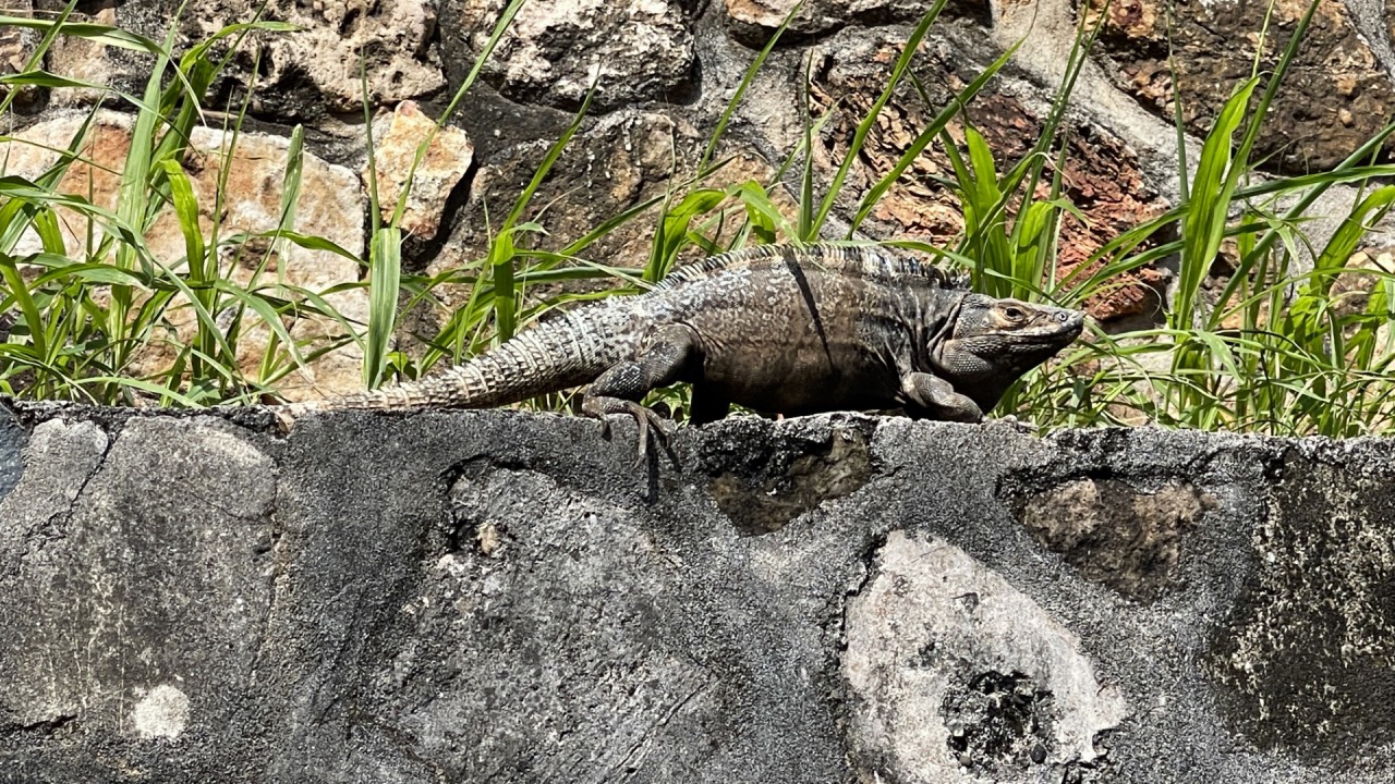 Isla de Taboga