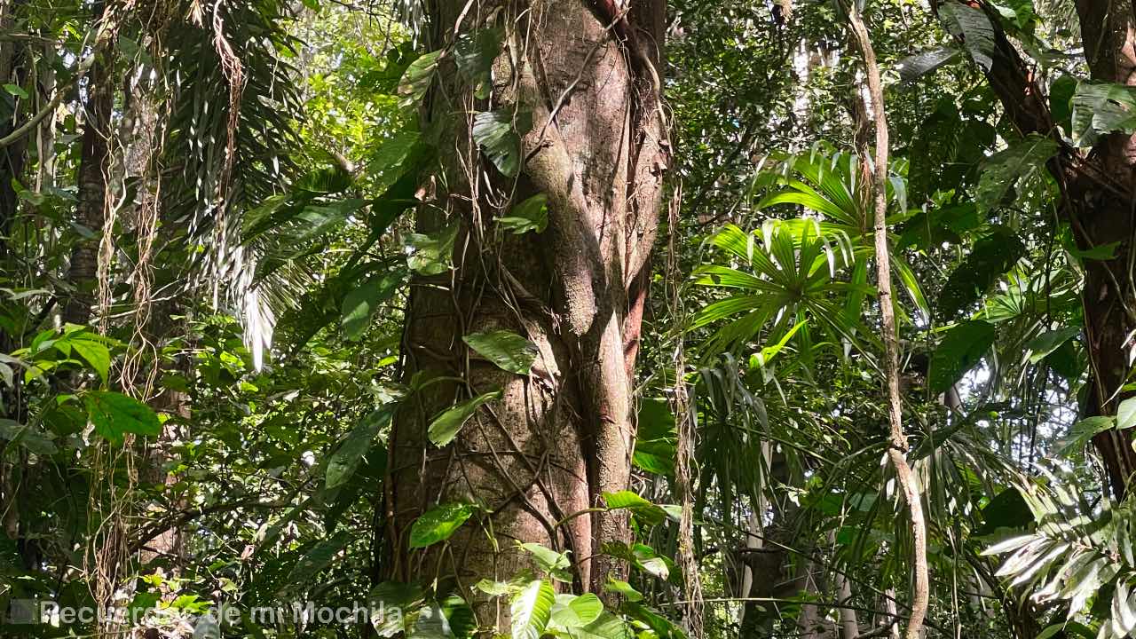 Panamá Rainforest Discovery Center