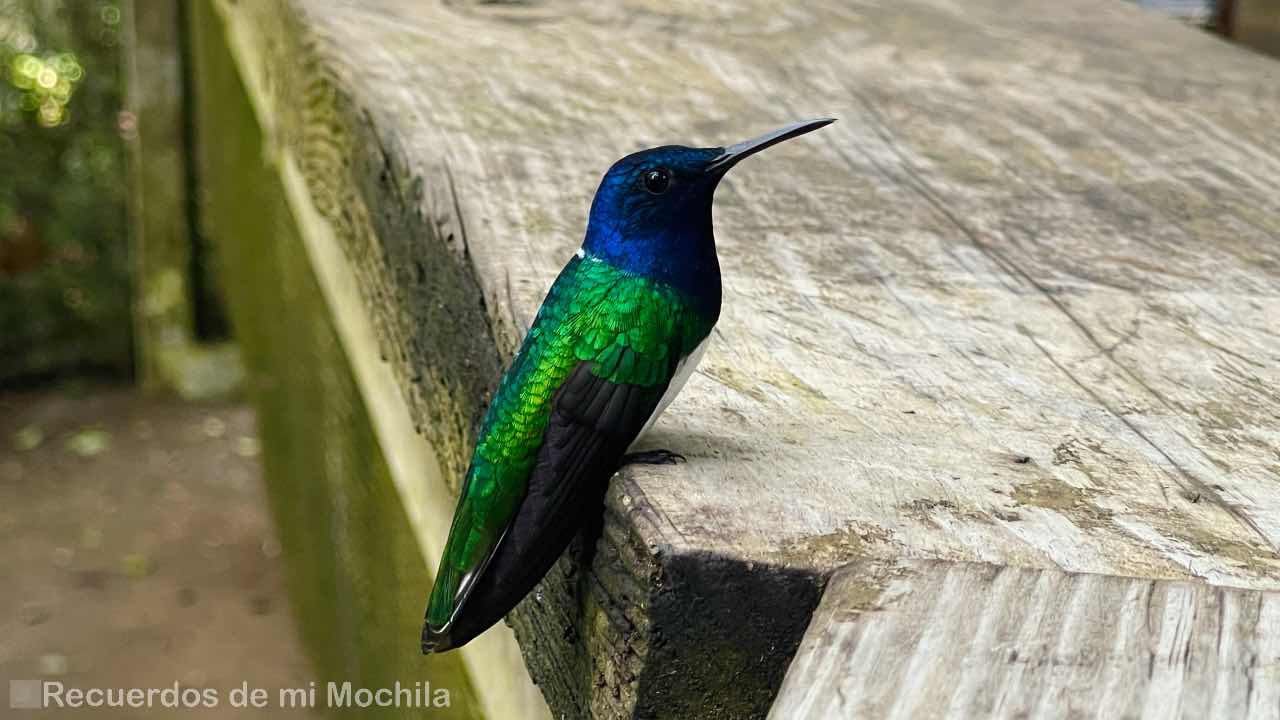 Panamá Rainforest Discovery Center