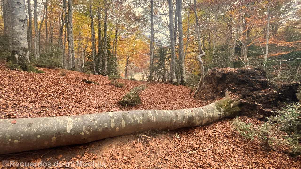 Bosque de Betato