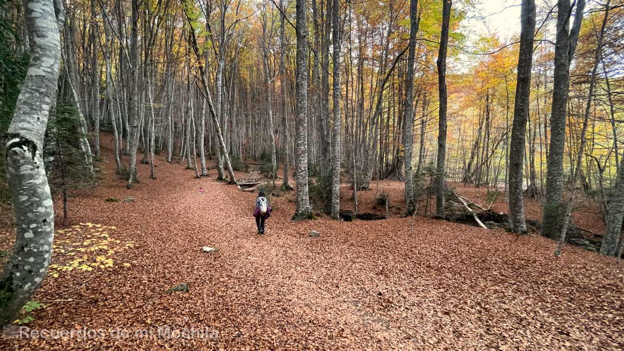 Bosque de Betato