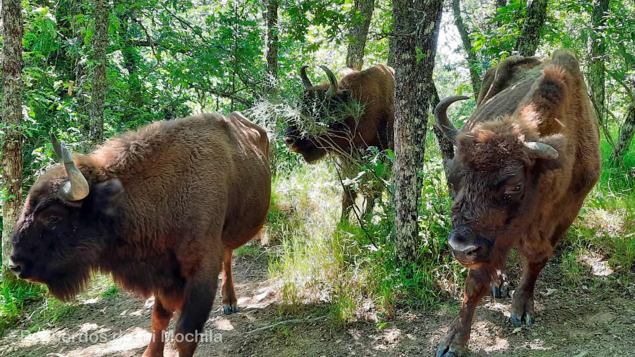 Bisontes en España