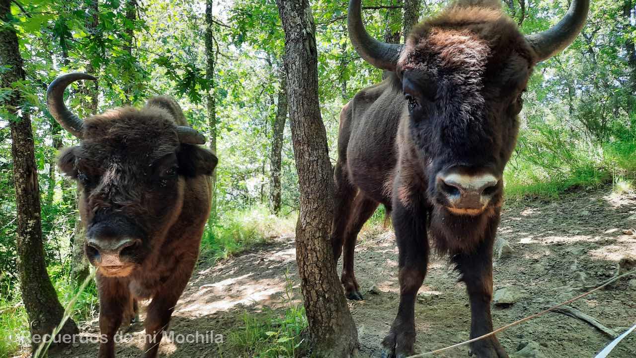 Bisontes en España