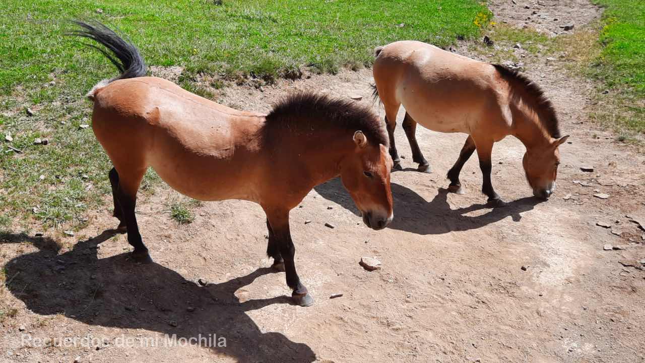Bisontes en España
