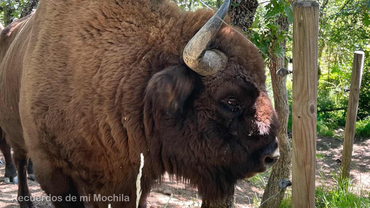Bisontes en España