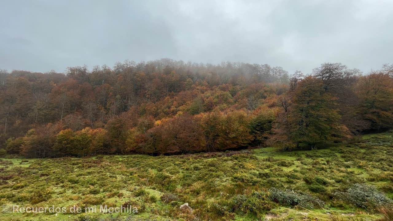 Selva de Irati