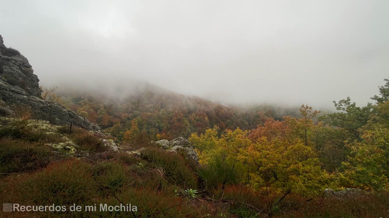 Selva de Irati