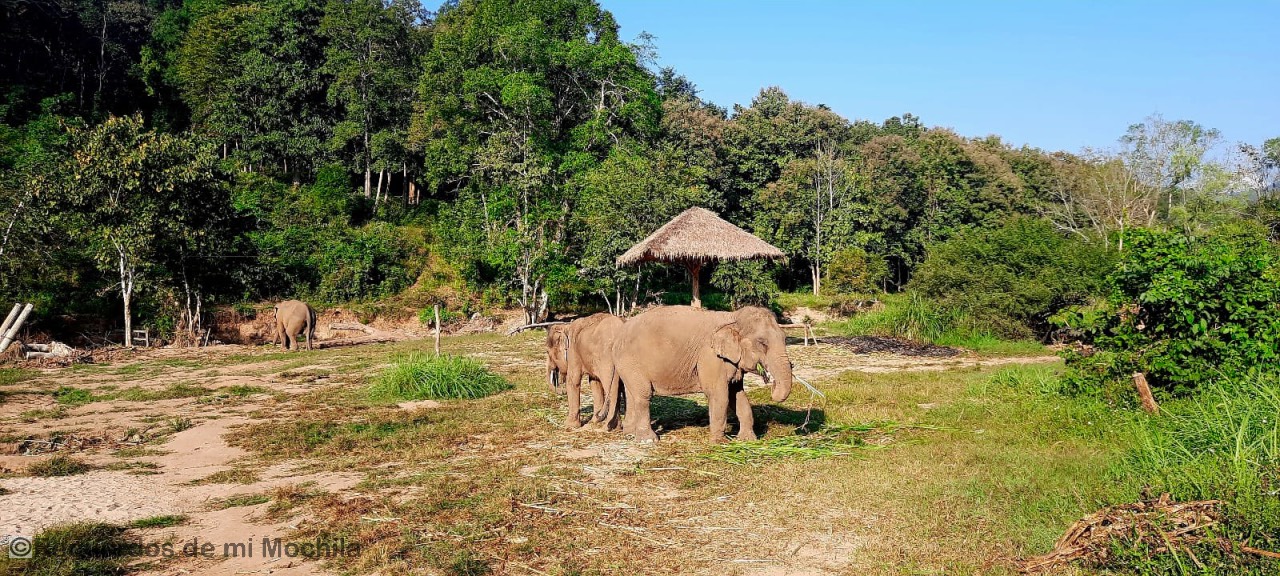 santuario de elefantes en Chiang Mai
