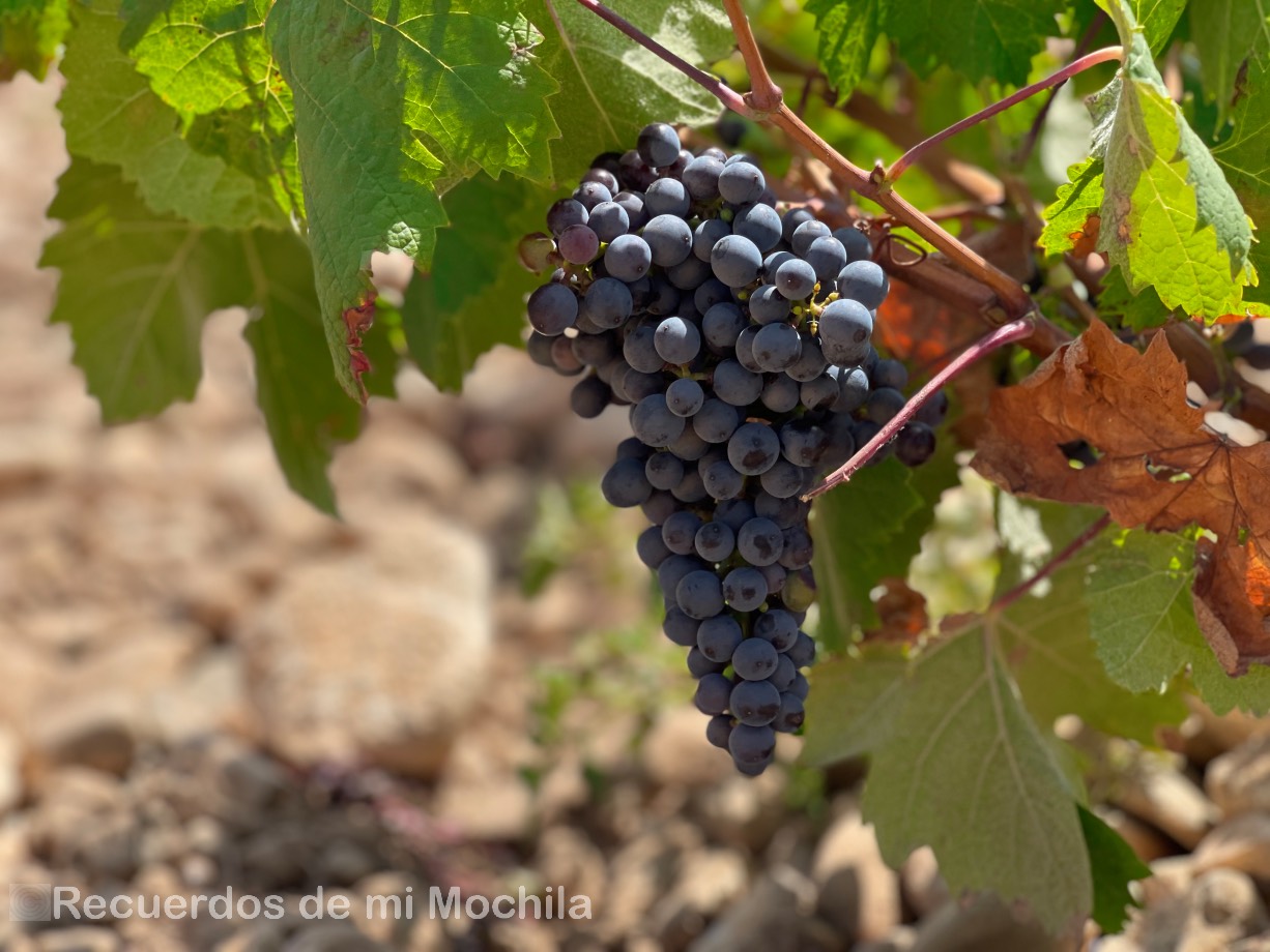 Bodegas de Alfaro