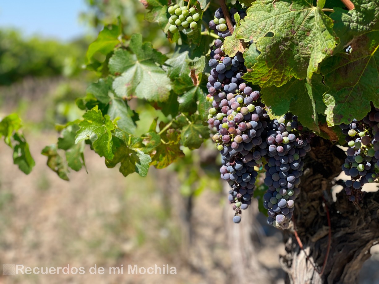 Bodegas de Alfaro