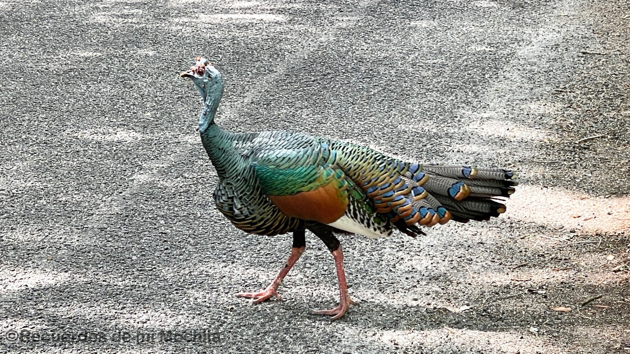 Calakmul