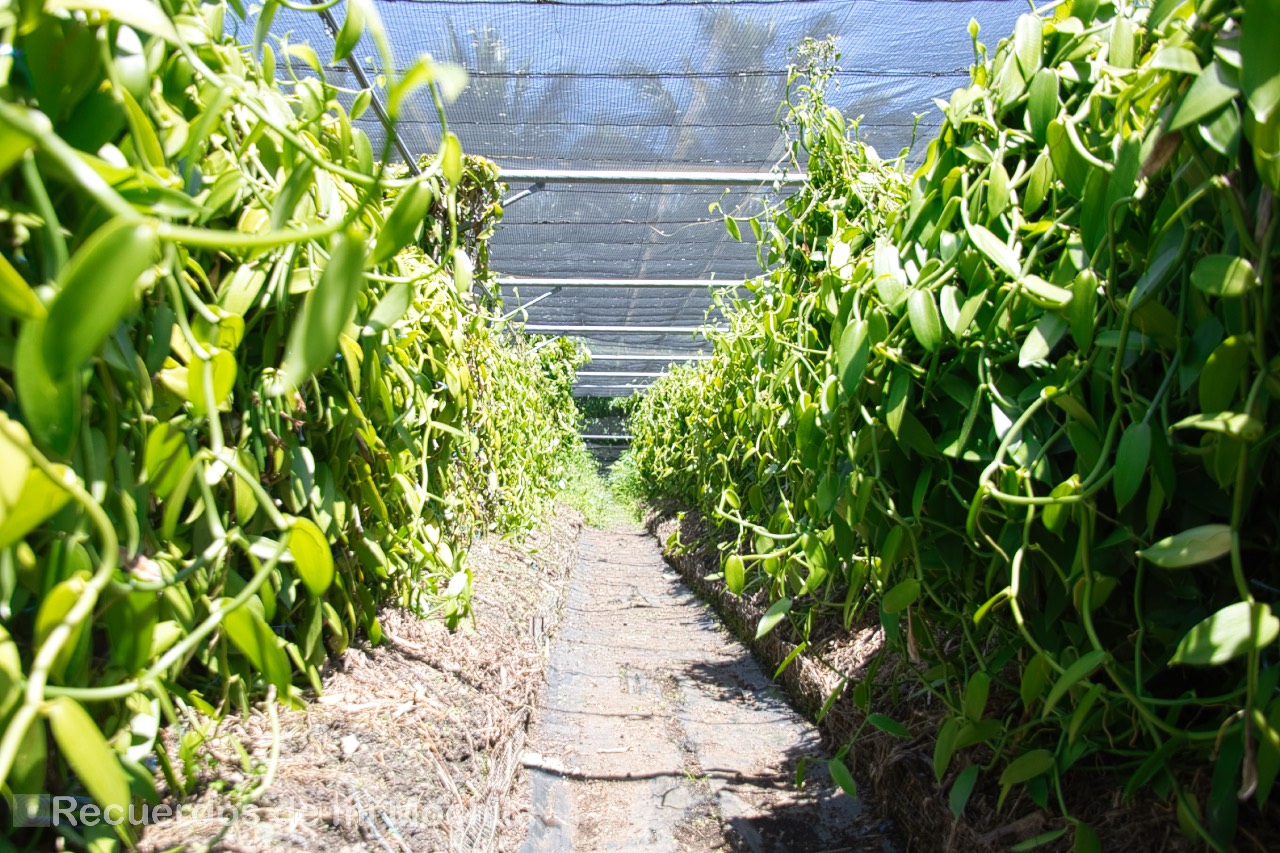 plantación de Vainilla Le Roulof